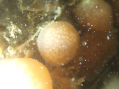Morchellium argus