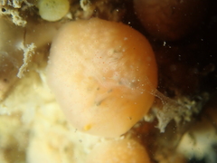Morchellium argus