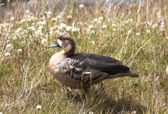 Speculanas specularis