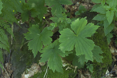 Ranunculus cappadocicus