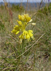 Allium flavum