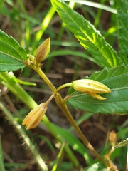 Corchorus confusus