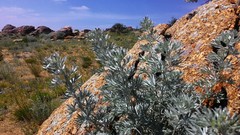 Artemisia rutifolia