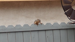 Sciurus niger