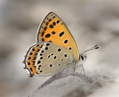 Lycaena panava