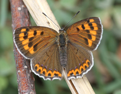 Lycaena panava