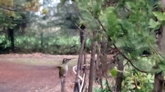 Sephanoides sephaniodes