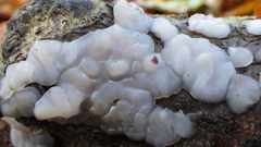 Exidia thuretiana