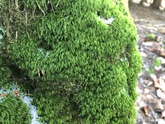 Paraleucobryum longifolium