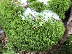 Paraleucobryum longifolium