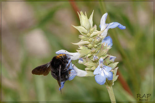 Salvia uliginosa