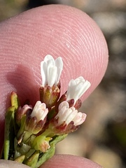 Euchaetis