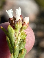 Euchaetis