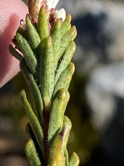 Euchaetis
