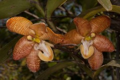 Arachnis cathcartii