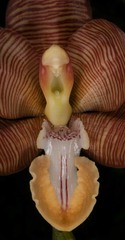 Arachnis cathcartii
