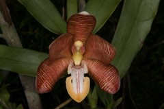 Arachnis cathcartii