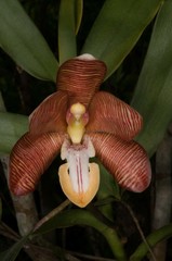 Arachnis cathcartii