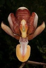 Arachnis cathcartii
