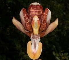 Arachnis cathcartii