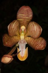 Arachnis cathcartii