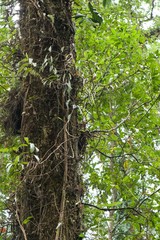 Arachnis cathcartii