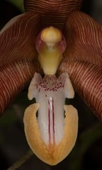 Arachnis cathcartii