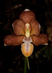 Arachnis cathcartii