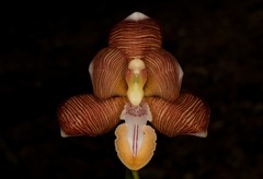 Arachnis cathcartii