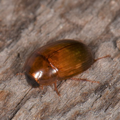 Cymbiodyta bifidus