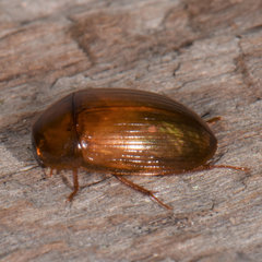 Cymbiodyta bifidus