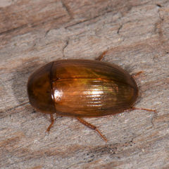 Cymbiodyta bifidus