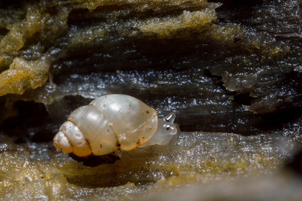 Herald-snail, photo 1 of 10