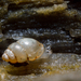 Herald-Snail - Photo (c) Pekka Malinen, some rights reserved (CC BY-NC-SA)