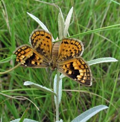 Aricoris arenarum