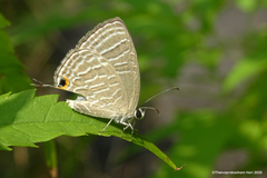 Jamides celeno celeno
