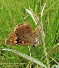 Aricoris arenarum