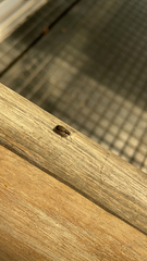 Coleoptera
