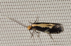 Monopis obviella