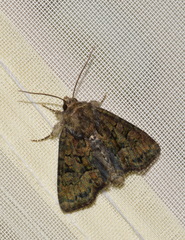 Oligia latruncula