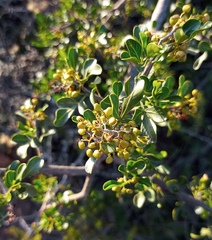 Searsia longispina