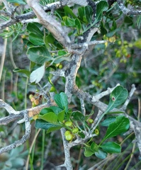 Searsia longispina