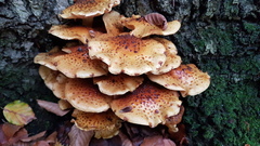 Pholiota jahnii