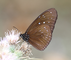 Euploea mulciber mulciber