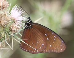 Euploea mulciber mulciber