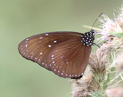 Euploea mulciber mulciber