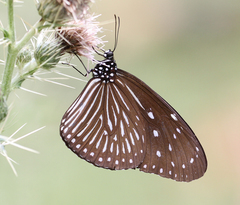 Euploea mulciber mulciber
