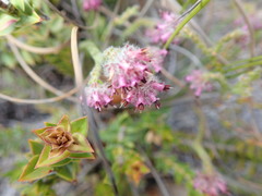 Erica barbigeroides