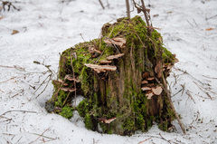 Heterobasidion parviporum