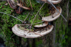 Heterobasidion parviporum